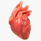 İnsan kalbi 3D Model $49 - .3ds .c4d .obj .stl .unknown - Free3D